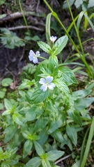 Epilobium roseum