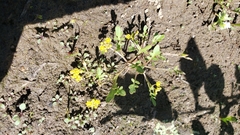 Rorippa sinuata