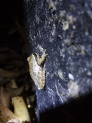 Pseudacris hypochondriaca curta