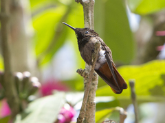 Chrysolampis mosquitus