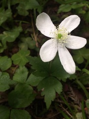 Anemonastrum deltoideum