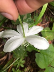 Anemonastrum deltoideum
