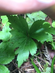 Anemonastrum deltoideum