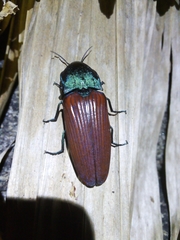 Chalcolepidius rubripennis