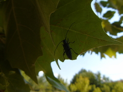 Saperda punctata