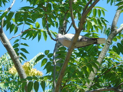 Streptopelia decaocto