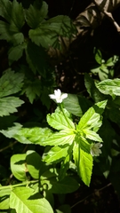 Epilobium roseum