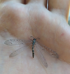 Distoleon tetragrammicus