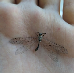 Distoleon tetragrammicus