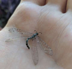 Distoleon tetragrammicus