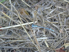 Platycnemis pennipes