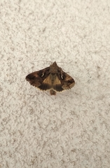Autographa gamma