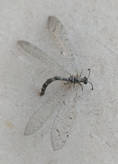 Distoleon tetragrammicus