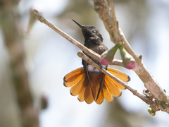 Chrysolampis mosquitus