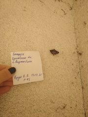 Autographa gamma