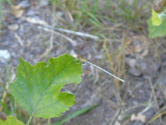 Platycnemis pennipes