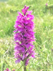 Dactylorhiza majalis