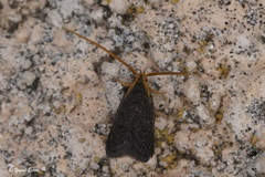 Lecithocera nigrana