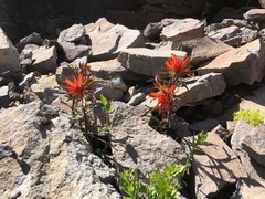 Castilleja applegatei applegatei
