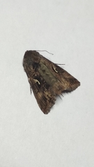 Autographa gamma