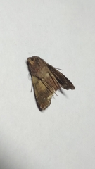 Autographa gamma