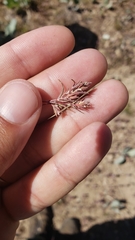 Polygonum polygaloides