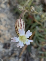 Silene sargentii