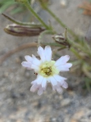 Silene sargentii
