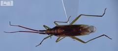 Stenodema vicinum