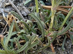 Silene sargentii