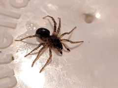 Paratrochosina amica