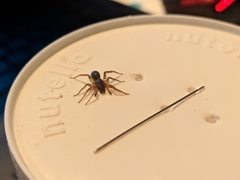 Paratrochosina amica