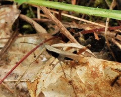 Chloealtis conspersa