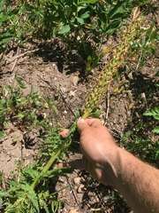 Pedicularis bracteosa