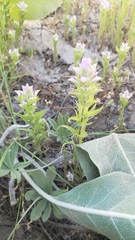 Orthocarpus cuspidatus cryptanthus