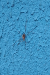 Phalangium opilio