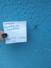 Phalangium opilio