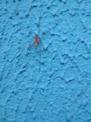 Phalangium opilio