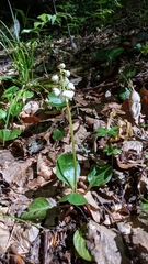 Pyrola media