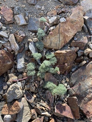 Cymopterus cinerarius