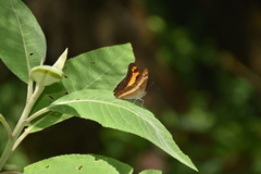Adelpha leuceria