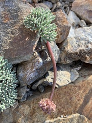 Cymopterus cinerarius