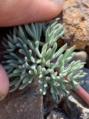 Cymopterus cinerarius