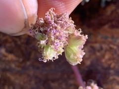 Cymopterus cinerarius