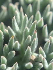 Cymopterus cinerarius