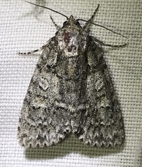 Acronicta tristis