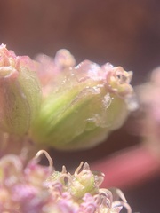 Cymopterus cinerarius