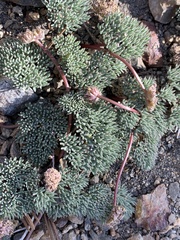 Cymopterus cinerarius