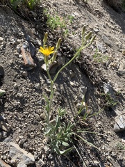 Crepis intermedia