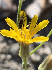 Crepis intermedia